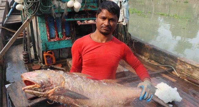 এক জালেই ধরা পড়ল ২০ লক্ষাধিক টাকার লাক্ষা মাছ