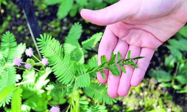 লজ্জাবতী গাছের পাতা