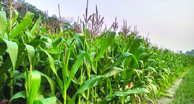 ভুট্টা চাষে ঝুঁকছে শৈলকুপার চাষিরা