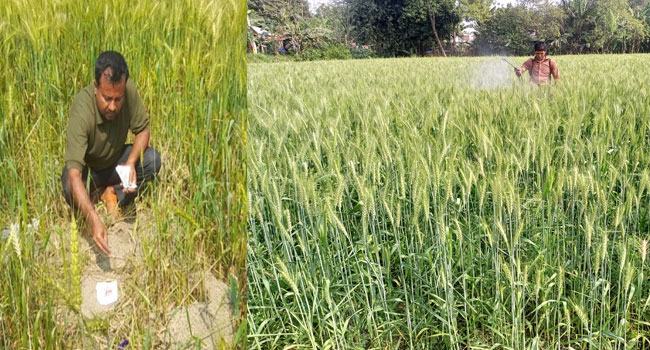 শৈলকূপায় ইঁদুরের পেটে কৃষকের ১২ টন গম