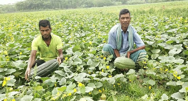 ইন্দুরকানীতে বাঙ্গির বাম্পার ফলন ও দামে খুশি চাষিরা