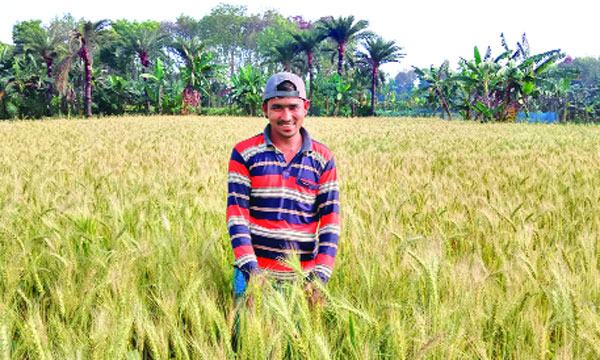 চৌগাছায় গম চাষে সুদিন ফিরছে