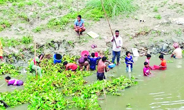 বিষক্রিয়ায় ইছামতিতে ভেসে উঠেছে মরা মাছ