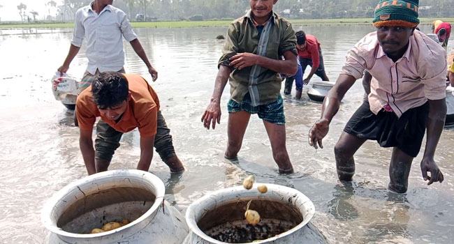 রংপুরে অসময়ে ৫ একর জমির আলু হাটু পানির নিচে