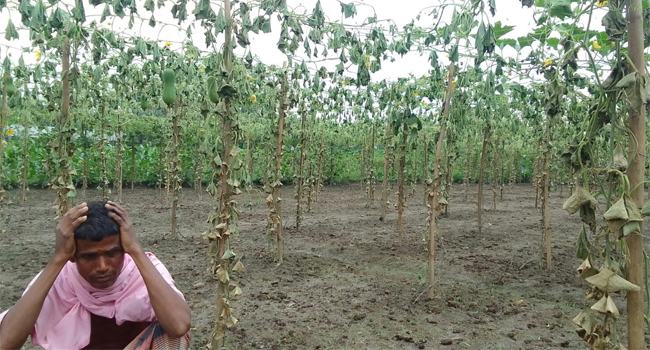 হোসেনপুরে দরিদ্র কৃষকের সহস্রাধিক কুমড়া গাছ কেটে ফেলেছে দুর্বৃত্তরা