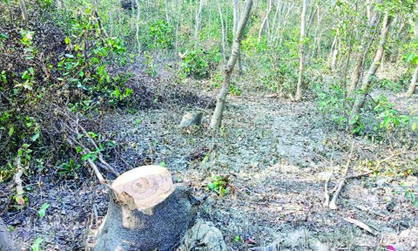 মিরসরাইয়ে ১০ বছরে ২০ হাজার একর সংরক্ষিত বন উজাড়