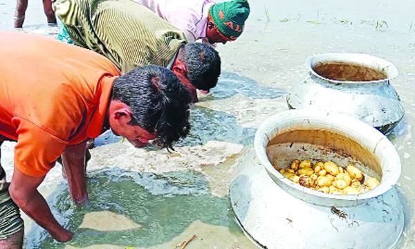 অসময়ের বৃষ্টিতে ৫ একর জমির আলু হাঁটুপানির নিচে