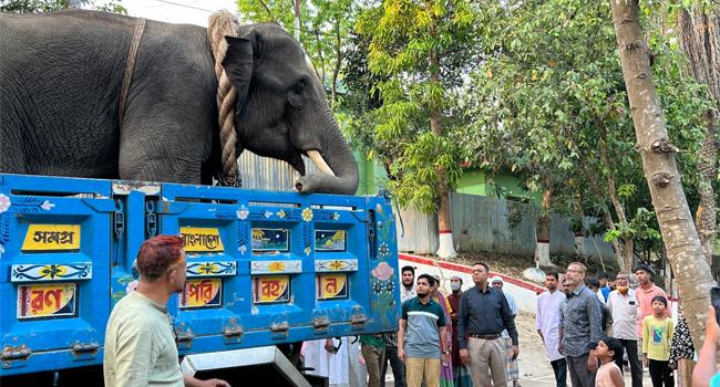 বান্দরবানে গাছ পাচার অভিযানে হাতি ও এক পাচারকারী আটক