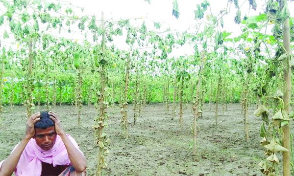 হোসেনপুরে দরিদ্র কৃষকের সহস্রাধিক কুমড়া গাছ কেটে ফেলেছে দুর্বৃত্তরা