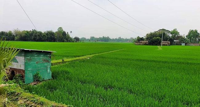 জামালপুরে মাঠে মাঠে সবুজ ধান, বোরো চাষ প্রায় দেড় লাখ হেক্টর