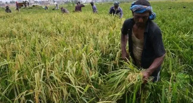 চৈত্রের বৃষ্টি : বোরো ধানের জন্য ভালো হলেও শঙ্কায় আম-লিচু
