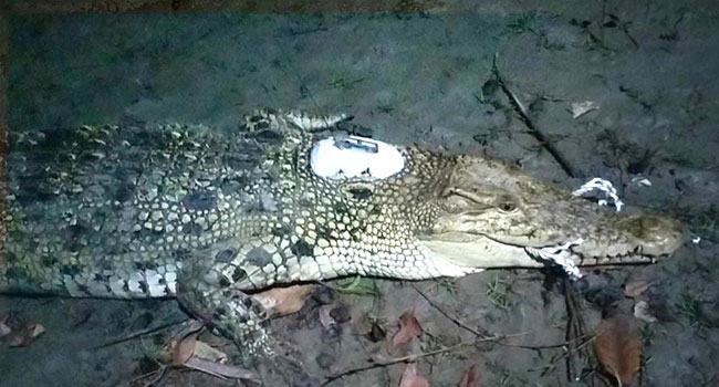স্যাটেলাইট ট্যাগ নিয়ে সুন্দরবনের কুমির ঘুরছে বরিশালের নদীতে