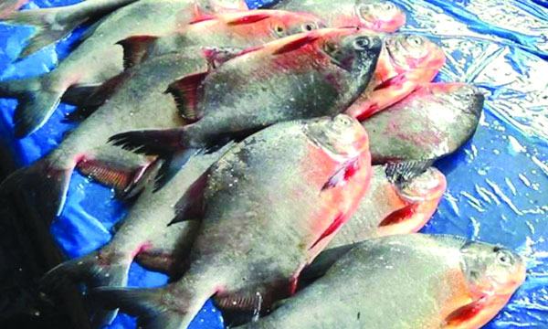 কাঁঠালিয়ায় রূপচাঁদা বলে বিষাক্ত পিরানহা বিক্রি