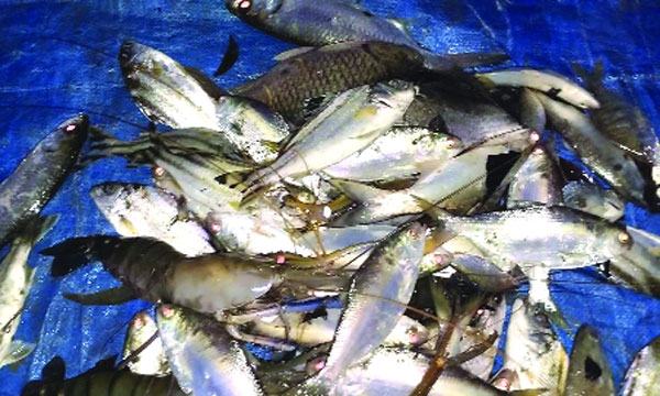 নিঝুমদ্বীপ পুকুরে পাওয়া গেল ১০০ ইলিশ