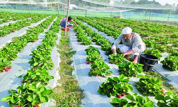 যমুনার চরে স্ট্রবেরি চাষে শিক্ষিত যুবকের সাফল্য