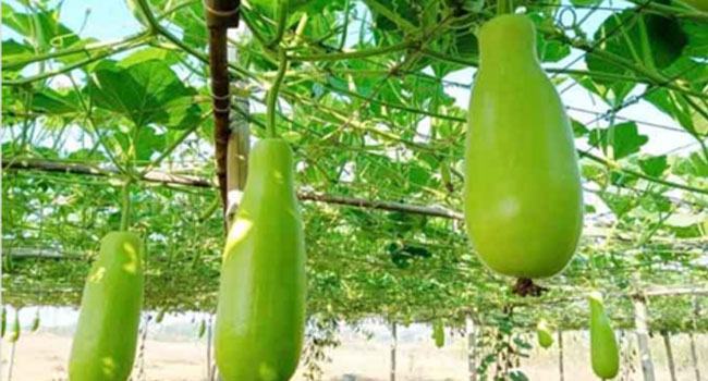 মিরসরাইয়ে লাউয়ের জোড়া ৮ টাকা!