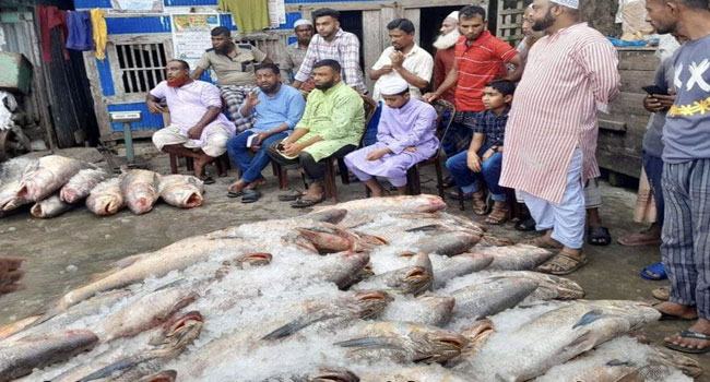 আবারো ২৫ লাখ টাকার লাক্ষা মাছ ধরা পড়ল সেই জেলের জালে