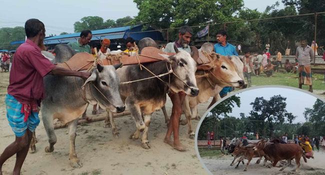 সরিষাবাড়ীতে মই দৌড় প্রতিযোগিতা অনুষ্ঠিত
