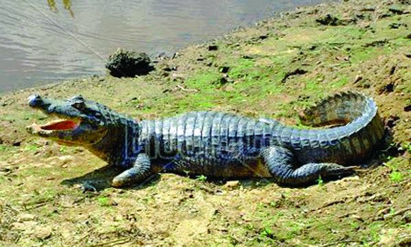 অ্যালিগেটর