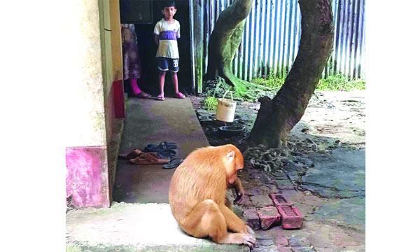 মিরসরাইয়ে লোকালয়ে বানরের উৎপাত