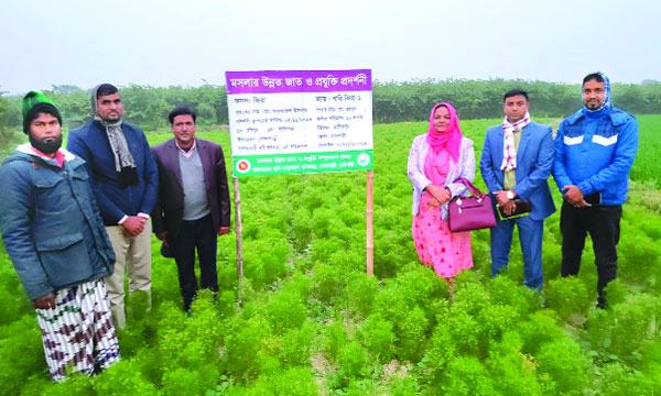 দেশে প্রথমবারের মতো জিরা চাষে সফলতা