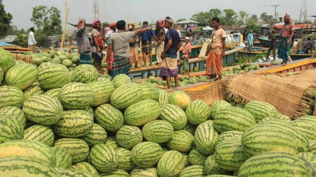 নাজিরপুরে জমে উঠেছে ভাসমান তরমুজ বিক্রির হাট