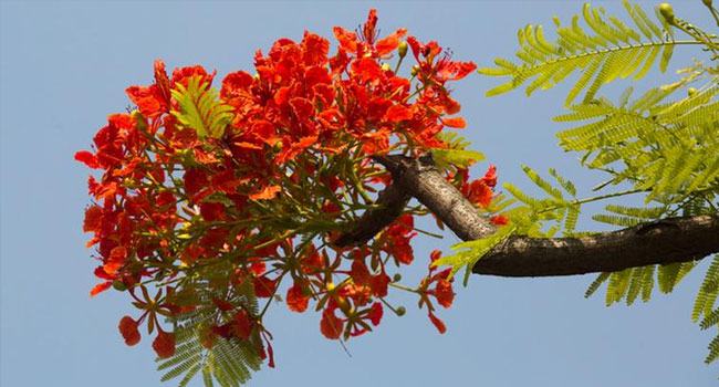 আজ পয়লা বৈশাখ, বাংলা সনের প্রথম দিন