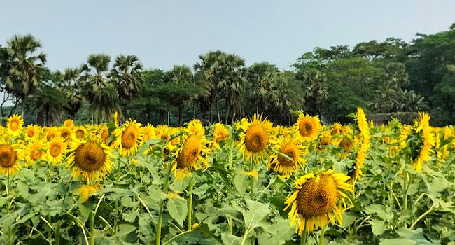 মুলাদীতে সূর্যমুখীর বাম্পার ফলনে কৃষকের মুখে হাসি