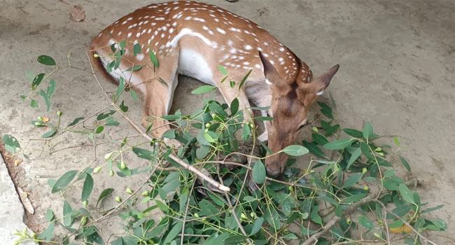 পাথরঘাটায় লোকালয় থেকে ২টি হরিণ উদ্ধার