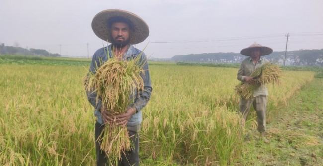 চৌগাছায় ধান কাটা শুরু, কৃষকের সোনালী স্বপ্ন উঠবে ঘরে