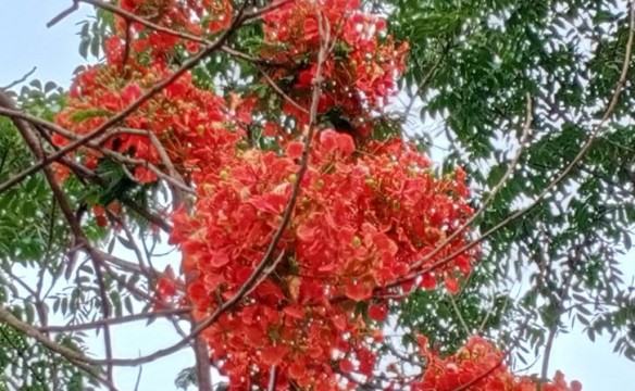 তীব্র তাপদাহ উপেক্ষা করে কৃষ্ণচূড়া সৌন্দর্যের ডালি সাজিয়েছে