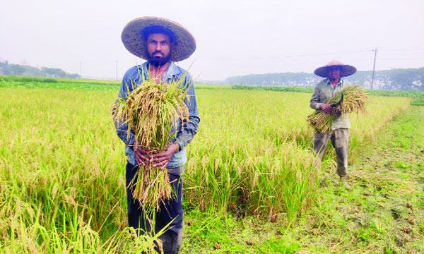 কৃষকের সোনালি স্বপ্ন উঠবে ঘরে