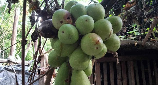 মির্জাগঞ্জে এক বোটায় ২৫ লাউ