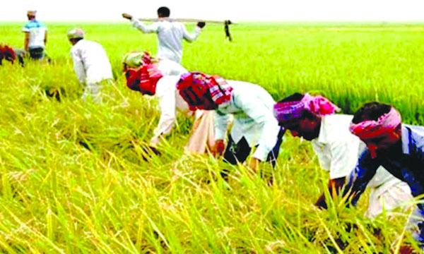 কিশোরগঞ্জে বাম্পার ফলনে ১২ লাখ টন বোরো ধান উৎপাদনের সম্ভাবনা
