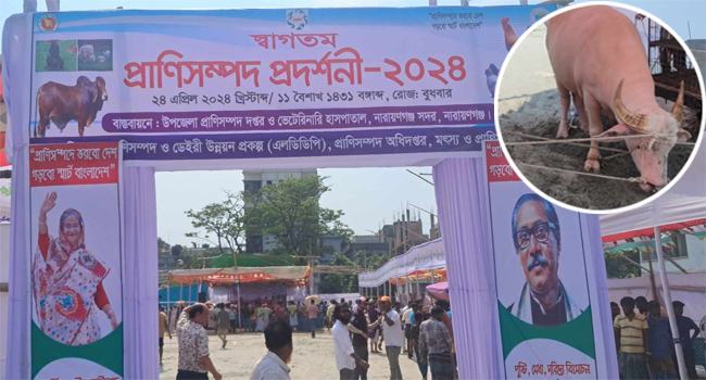 প্রাণিসম্পদ প্রদর্শনীতে মহিষের আক্রমণে বাবা-ছেলেসহ আহত ৪