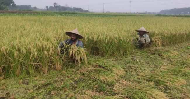 মরুর উষ্ণতায় ক্ষতির মুখে কৃষি