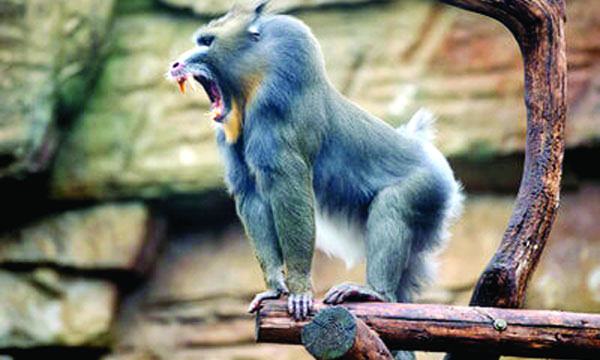 ম্যানড্রিল কী