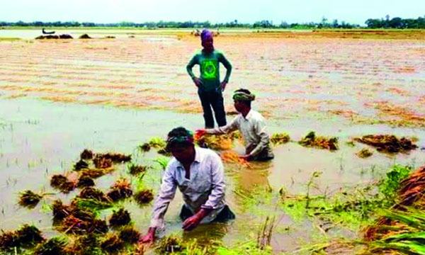 ছাতকের হাওরে-হাওরে চলছে বোরো ধান কাটার উৎসব