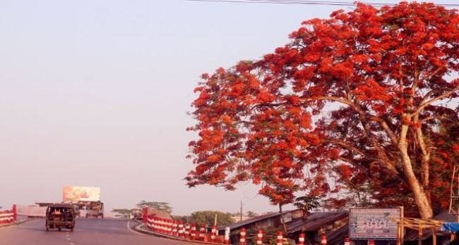 তীব্র তাপদাহে পথের ধারে সৌন্দর্য বিলাচ্ছে কৃষ্ণচূড়া