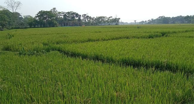 বন্যার আশঙ্কায় সুনামগঞ্জের হাওর এলাকার কৃষকরা