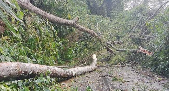 কালবৈশাখী ঝড়ে লন্ডভন্ড শ্রীমঙ্গল-কমলগঞ্জ, ৫০ হাজার গ্রাহক বিদ্যুৎ বিছিন্ন