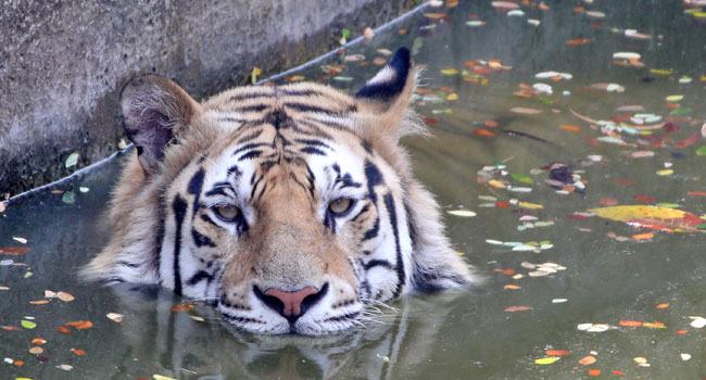 আজ কোথায় কোথায় বৃষ্টি হতে পারে