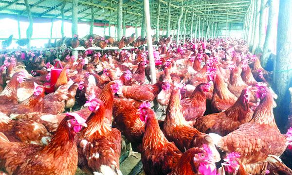 লালমোহনে হিটস্ট্রোকে মারা যাচ্ছে মুরগি