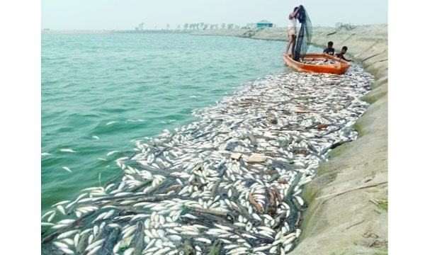মিরসরাইয়ে তীব্র তাপদাহে মরছে মাছ : লোকসানের মুখে চাষিরা