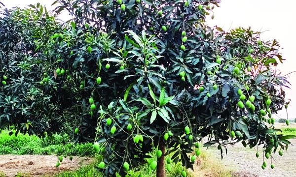 রাজশাহীতে তীব্র খরায় ঝরছে আমের গুটি : ফলন বিপর্যয়ের শঙ্কায় চাষিরা