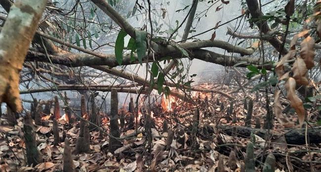 সুন্দরবনে ২ কিলোমিটার জুড়ে আগুন, নিয়ন্ত্রণে ফায়ার সার্ভিস