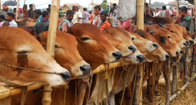 কোরবানির তাৎপর্য