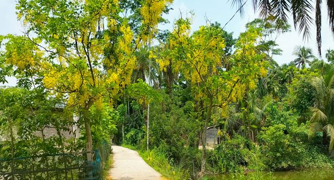 মুলাদীর মেঠোপথে শোভা ছড়ানো সোনাইল আজ বিলুপ্তির পথে