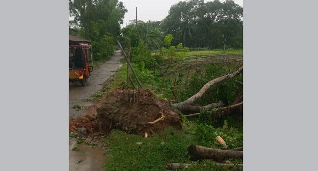 কালবৈশাখী ঝড়ে লণ্ডভণ্ড দাগনভুঞা উপজেলা
