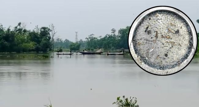 প্রাকৃতিক মৎস্য প্রজনন ক্ষেত্র হালদা নদীতে ডিম ছেড়েছে কার্প জাতীয় মাছ